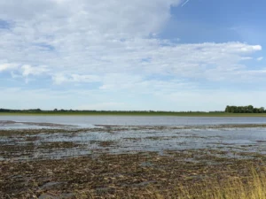 Soybean field with standing water