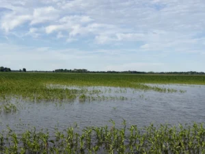 Corn field surrounded by standing water