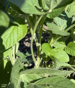  Soybeans in early flowering growth stage