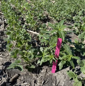 tall waterhemp above height that can be reliably controlled by herbicides