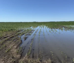 Saturated field after excessive rainfall