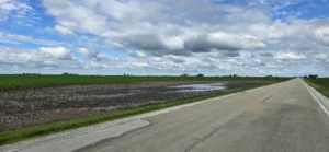 Field along road with patchy crop stand and saturated soil