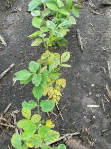 Stunted soybeans in waterlogged soil