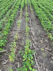 Soybeans surrounded by standing water