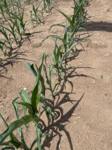 Corn plants showing drought stress with leaves folded in on eachother