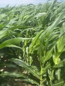 Tall corn plants with green leaves