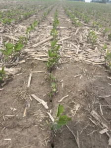 Young soybeans in narrow rows