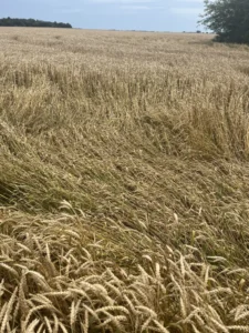 Wheat leaning over after storms