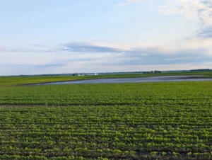 Soybean field in the foreground with corn field in the background and a large area of standing water causing plant stunting and death.