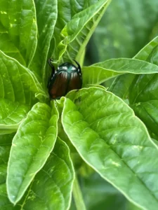 Japanese beetle feeding on leaf surface, showing metallic green body and visible foliar damage.