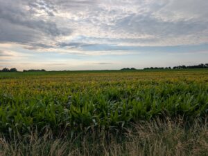 Corn field with visible leaf yellowing in a low lying area due to standing water restricting oxygen to roots
