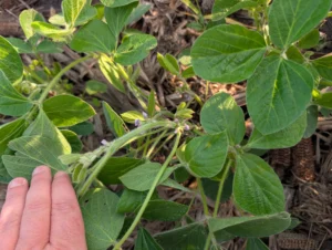 Closeup of soybean plant stem showing flowers emerged and open at several nodes