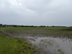 Field with widespread standing water filling low areas and covering crop rows