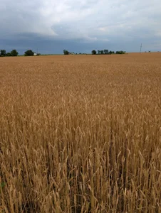 Mature wheat field turning golden-brown as plants dry down ahead of harvest