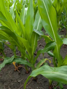 V5 corn with uniform height and healthy green leaves