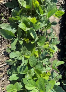 R1 soybeans showing new growth as plants recover from recent hail damage
