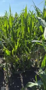 Corn rows with visible gaps where plants were lost and tattered leaves due to storm damage.