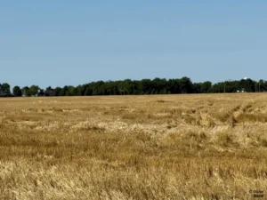 Harvested wheat field with remaining stubble