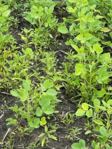 Soybean field with uneven growth and wet, saturated soil visible between rows