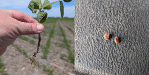 V2 soybean plant dug from the soil to show roots and developing nodules (left); Soybean nodule cut showing orange to red color, indicating active Rhizobia metabolism (right)