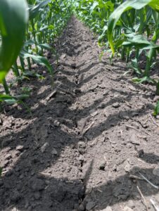 A furrow in the soil between rows of corn left by a sidedress nitrogen applicator
