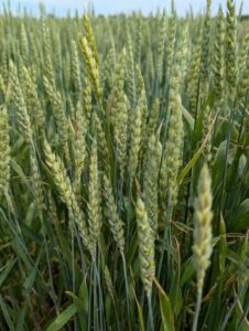 Wheat field in the early ripening stage with green heads beginning to turn golden.