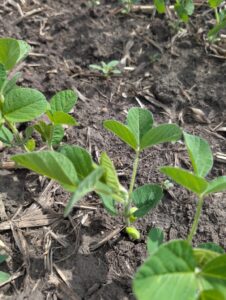 Young soybean plants at the V2/V3 growth stage emerging through dry soil and crop residue