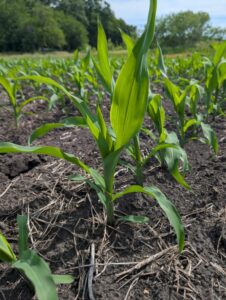 Young corn plants at the V3 growth stage growing in a row with dry soil visible between plants