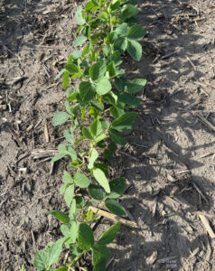 Early planted soybean row reaching the V5 growth stage with dry soil visible between rows.