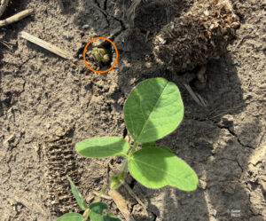 Soybean plant emerging in dry, crusted soil with visible gaps in the stand.