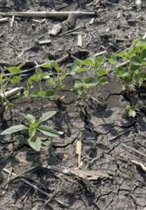Young waterhemp plant approximately 4 inches tall growing in dry soil.
