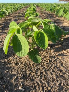 Soybean plants at the V2 stage growing in dry soil conditions