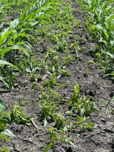 Waterhemp plants in a corn field showing herbicide injury two days after post-emergence application.
