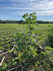 Giant ragweed plant growing along the edge of a soybean field