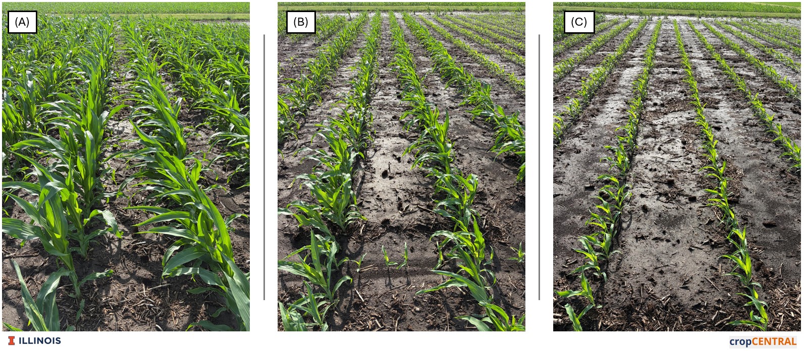 Pictures showing corn plants planted a different dates in Urbana, Illinois