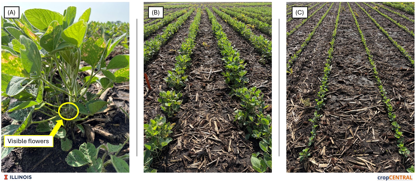 Pictures showing soybean plants from different planting dates in Urbana, Illinois