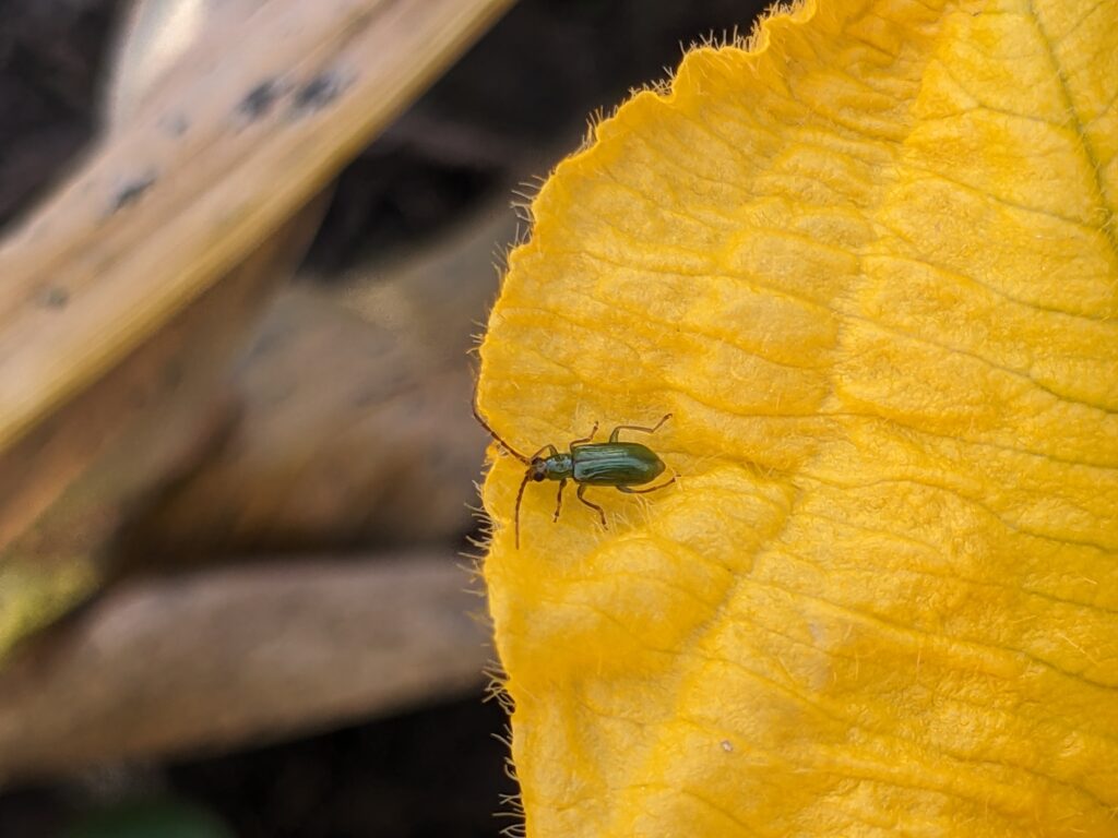 A small, solid green beetle on a pumpkin blossom