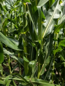 Corn plant with tattered lower leaves and intact upper, more recently emerged leaves