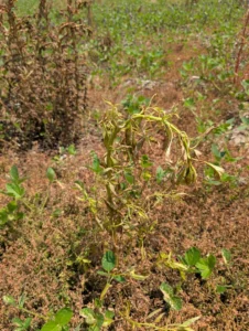 Soybean field following herbicide application showing several species of weeds and various levels of control of those weeds by the herbicide