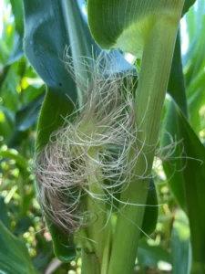 Silks emerging from ear shoot on a corn plant