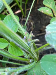 Closeup of soybean flowers and early developing pods