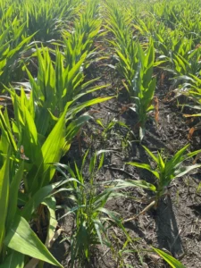Area of corn field with stunted plants due to water inundation