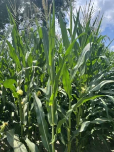 Healthy corn field with emerged silks and tassels shedding pollen