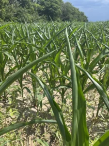 Corn field in mid-vegetative growth stage showing rolled leaves, a mechanism to reduce evaporative water losses in hot and dry conditions.