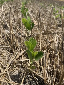Soybean plants planted after wheat harvest in early stages of growth