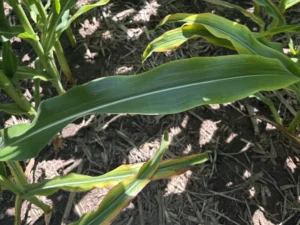 Lower leaves of corn plants showing yellowing leaf margins indicating limitations in soil available potassium