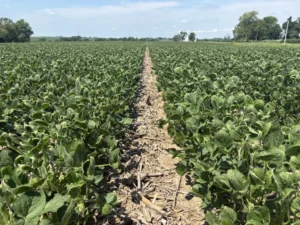 Soybean field showing cupped leaves consistent with symptoms of vapor drift from certain plant growth regulator herbicides
