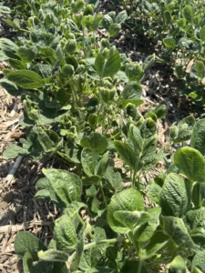Closeup of soybean plants showing cupped new growth leaves consistent with symptoms from vapor drift of certain plant growth regulator herbicides