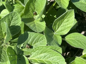 Japanese beetles on soybean leaves with defoliation from insect feeding