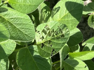 Interveinal defoliation of soybean leaf, also called "skeletonization", consistent with feeding damage from Japanese beetle